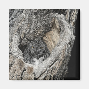 Screech Owl Magnet - "Heart of San Pedro" Magneet