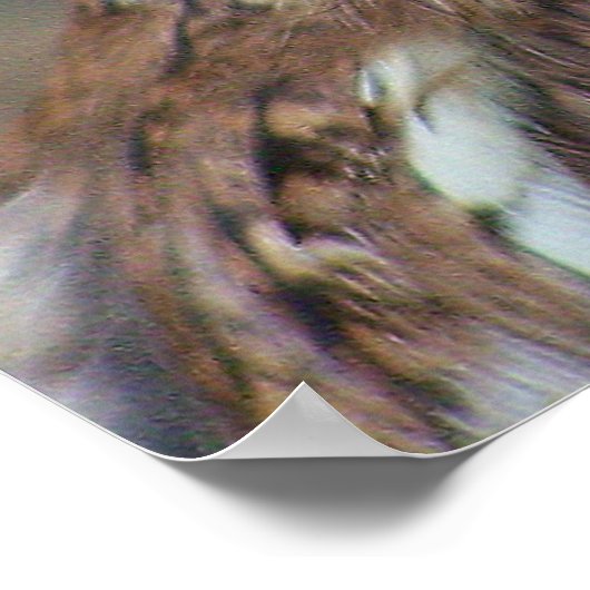 Screech Owl Poster (Hoek)