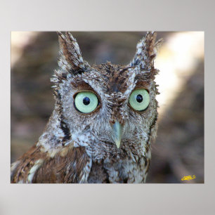 Screech Owl Poster