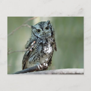 Screech Owl Tree Branch Foto Briefkaart
