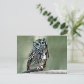 Screech Owl Tree Branch Foto Briefkaart (Staand voorkant)