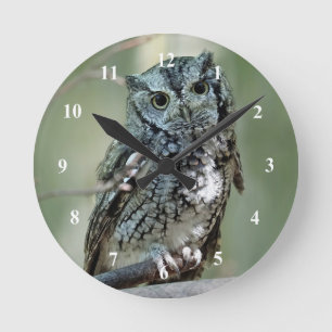 Screech Owl Tree Branch Photo Ronde Klok
