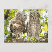 Screech Owls Chicken Briefkaart (Voorkant)