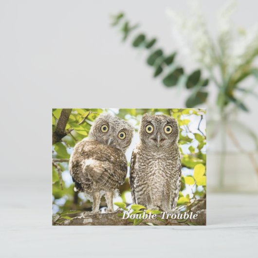 Screech Owls Chicken Briefkaart (Staand voorkant)