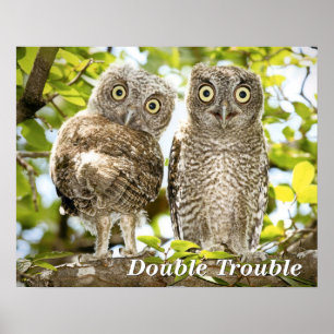 Screech Owls Chicken Poster