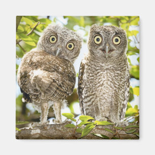 Screech Owls Chicks 2 Magneet