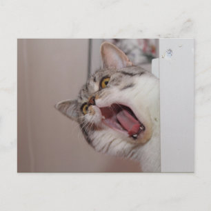 Screening British Shorthair Briefkaart
