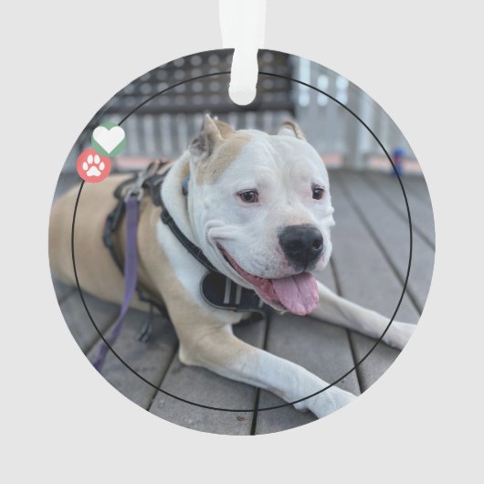 Script moderne Noël Bark Chien photo Dusty (dos)