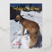 Script moderne Single Dog Photo Foil Carte de Noël (Recto)