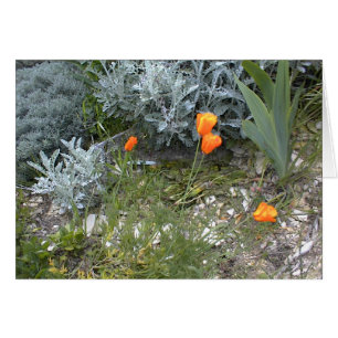 Scriptkaart: CA Poppies