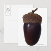 Scrub Eikeneik (Quercus berberidifolia) sluiten Briefkaart (Voorkant / Achterkant)