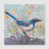 Scrub Jay (Voorkant)