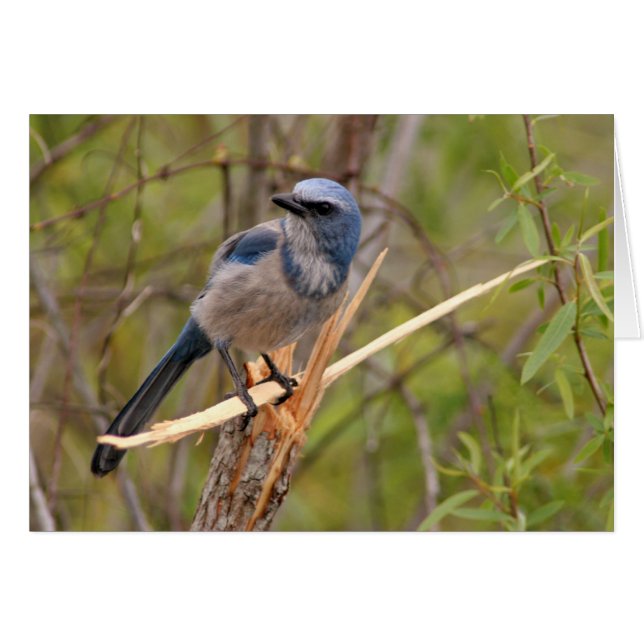 Scrub Jay (Devant horizontal)