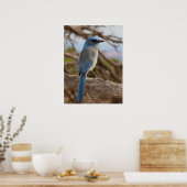 Scrub Jay Poster (Keuken)