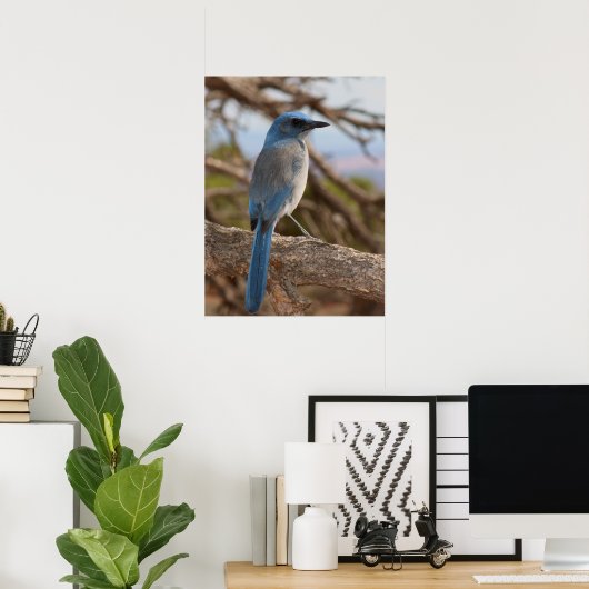 Scrub Jay Poster (Thuiskantoor)