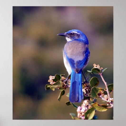 Scrub Jay Poster (Voorkant)