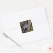 Scrub Jay Vierkante Sticker (Envelop)