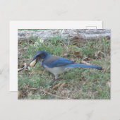 Scrub Jay vindt een pinda Briefkaart (Voorkant / Achterkant)