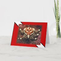 Scuba Diving Heart Crab - Kaart