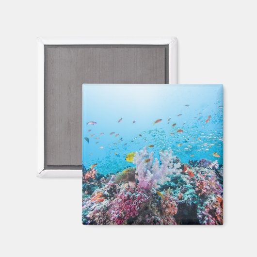 Scuba duiken met kleurrijk rif en koraal magneet (Voorkant / Achterkant)