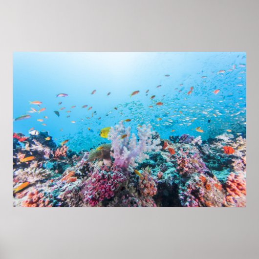 Scuba duiken met kleurrijk rif en koraal poster (Voorkant)