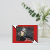 Scuba Rockfish - Visitekaartje (Staand voorkant)