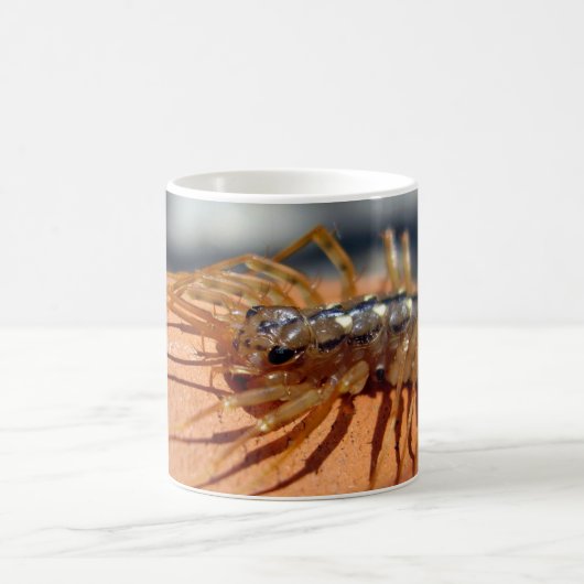 Scutigera coleoptrata Bug Mug (Centre)
