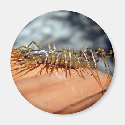 Scutigera Coleoptrata Magnet (Devant)