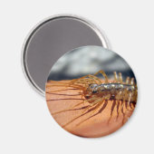 Scutigera Coleoptrata Magnet Magneet (Voorkant / Achterkant)