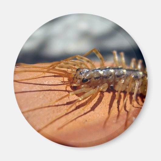 Scutigera Coleoptrata Magnet Magneet (Voorkant)