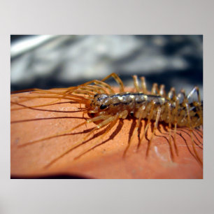 Scutigera Coleoptrata-Poster Poster