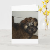 SCWT-puppy Kaart (Gele Bloem)