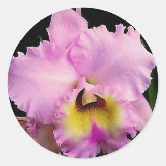 Sdorquidea Ronde Sticker