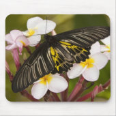 SE Azië, Thailand, Khon Kaen Muismat (Voorkant)