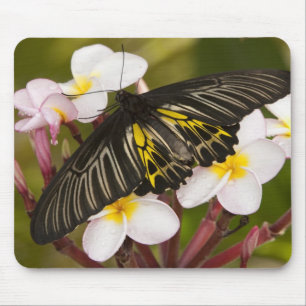 SE Azië, Thailand, Khon Kaen Muismat