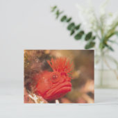 Sea Life - Fish Briefkaart (Staand voorkant)