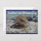 Sea Lion - California Dream - Carte postale (Devant / Derrière)
