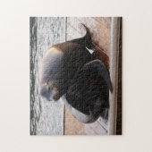 Sea Lion, Jetée 39, San Francisco Jigsaw puzzle (Vertical)