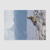 Sea lions in beagle channel - Argentina Tissuepapier (Voorkant)