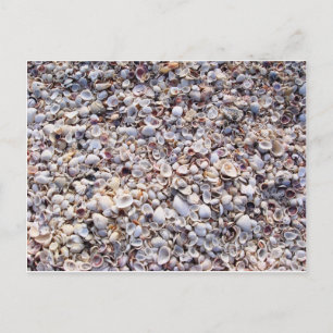 Sea Shells Sanibel Island Florida Briefkaart
