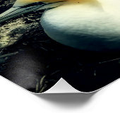 Seabird Australasian Gannets Breeding Foto Perfect Poster (Hoek)