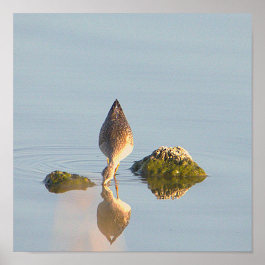 Seabird Reflection Photo Poster (Voorkant)