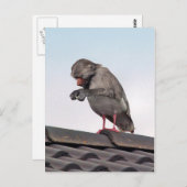 Seaboon Briefkaart (Voorkant / Achterkant)