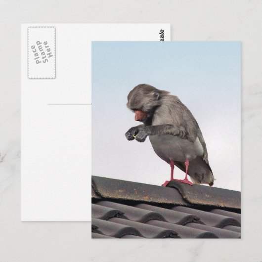 Seaboon Briefkaart (Voorkant / Achterkant)