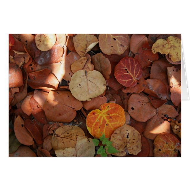 Seagraapzaad Stilleven (Voorkant Horizontaal)