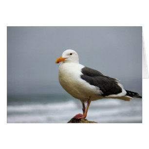 Seaguleren
