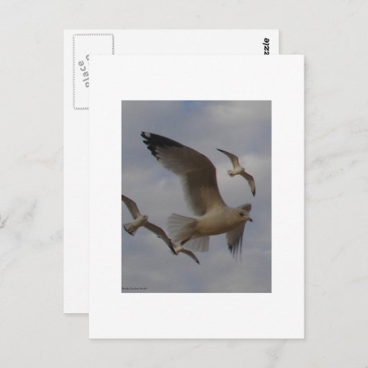 Seaguleren Briefkaart (Voorkant / Achterkant)