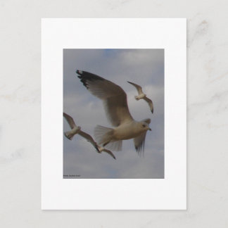 Seaguleren Briefkaart