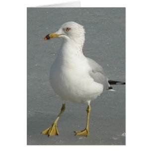 Seagull