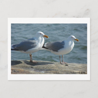 Seagull bij Barnegat Inlet Briefkaart